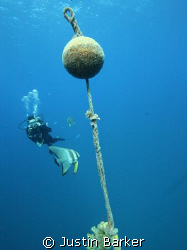 Diver,bat fish and bouy line above the famous SS Thistleg... by Justin Barker 